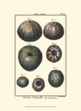 Sea Shells IV