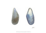 Tidal Treasure III