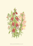 Summer Garden VIII