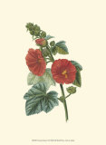 Crimson Beauty II