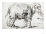 Elephant  1637  Black Chalk Drawing