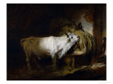 The White Bull in the Stable