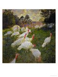 The Turkeys  1877