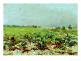 View of the Vineyards  1880