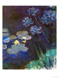 Waterlilies and Agapantes  1914-1917