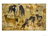 Animal Studies: Dogs