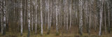 Silver Birch Trees in a Forest  Narke  Sweden