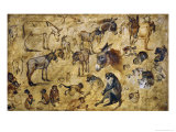 Animal Studies: Donkeys  Cats  Monkeys