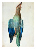Roller (Bird)  1512