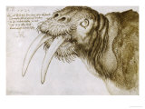 Walrus  Pen and Ink on Paper  1521