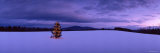 Decorated Christmas Tree in a Snow Covered Landscape  New London  New Hampshire  USA