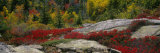 Flowers on Rocks  Acadia National Park  Maine  USA