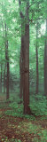 Trees in a Rainforest