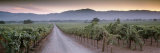 Road in a Vineyard  Napa Valley  California  USA