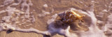 Conch Shell on the Beach  Cayman Islands
