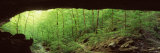Forest  Cobb Cave  Lost Valley  Ozarks  Arkansas  USA
