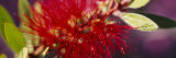 Bottlebrush Flower  Sacramento  California  USA