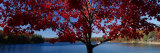 Walden Pond  Concord  Massachusetts  USA