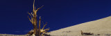 Bare Tree on a Landscape  USA