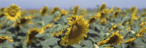 Field of Sunflowers  Central Valley  California  USA