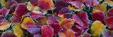 Fallen Leaves  Sacramento  California  USA