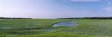 Salt Marshes  Atlantic Coast  Jacksonville  Florida  USA