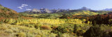 Aspen Trees on a Landscape  Sneffels Range  Colorado  USA
