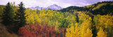 Trees on a Landscape  San Juan Mountains  Colorado  USA