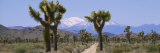 Dirt Road Passing through a Landscape  Queen Valley  Joshua Tree National Monument  California  USA