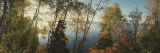 Trees in Front of a Lake  Minnesota  USA