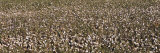 Cotton Field  Fresno  San Joaquin Valley  California  USA