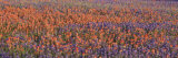 Texas Bluebonnets and Indian Paintbrushes in a Field  Texas  USA