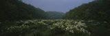 Spider-Lily in the Forest  Cahaba River  Alabama  USA