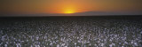 Cotton Crops in a Field  San Joaquin Valley  California  USA