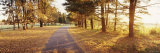 Autumn Tree along a Road  Middleburg  Virginia  USA