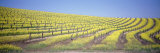 Vineyard on a Hill  Napa Valley  California  USA