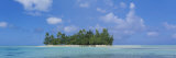 Palm Trees on an Island  Bora Bora  French Polynesia