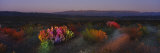 Flowers in a Field  Big Bend National Park  Texas  USA