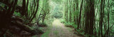 Trees along a Trail  Rain Forest Trail  Wild Rivers National Park  Australia
