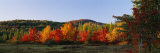 Trees in the Forest  Adirondack Mountains  Essex County  New York State  USA