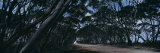 Eucalyptus Trees Leaning over a Road  Kangaroo Island  Australia