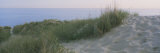 Grass on a Sand Dune  Indiana  USA