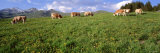 Cows Grazing in the Field  Switzerland