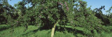 Orchard of Plum Trees