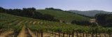 Vineyard on a Landscape  Napa Valley  California  USA