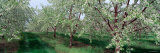 Spring Blossoms on Cherry Trees