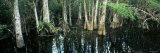 Cypress Trees Growing in Water  Big Cypress National Preserve  Florida  USA