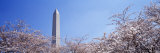 Washington Monument Behind Cherry Blossom Trees  Washington DC  USA