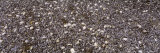 Heap of Clams and Mussels  British Columbia  Canada