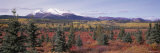 Pines Trees in a Valley  Yukon Territory  Canada